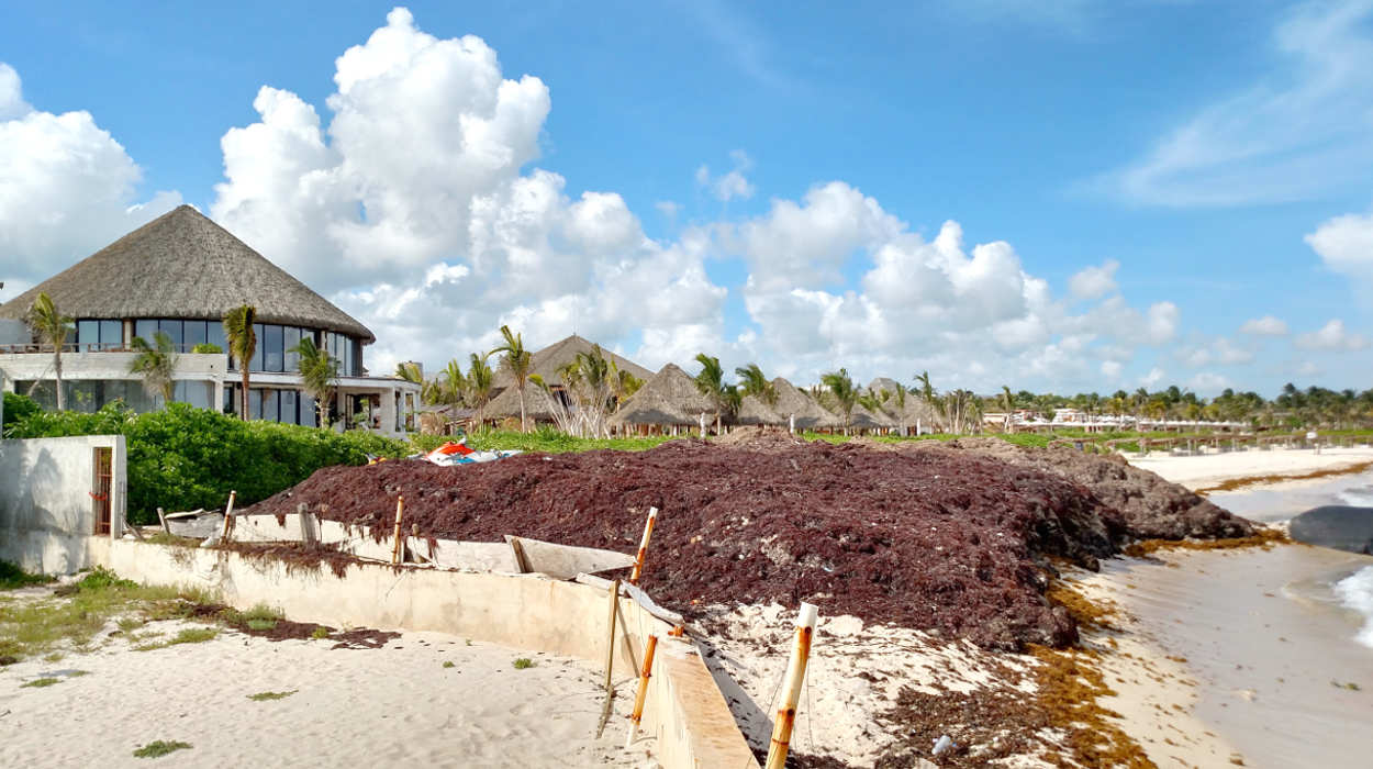Sargassum is Seaweed.  It comes from the middle of the Atlantic and causes a mess on beautiful Caribbean beaches.  We may have more in 2019....Subscribers View - 1/15/19