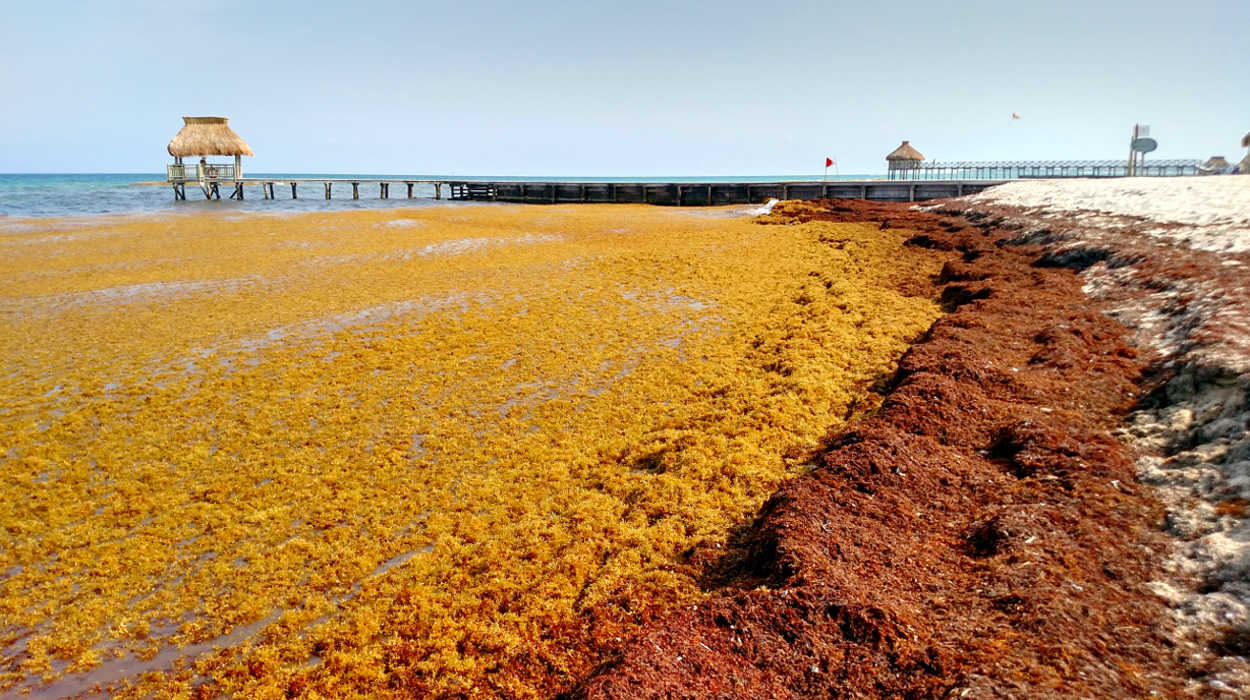 The Navy Secretary for the Mexican Navy confidently states Sargassum will be gone in six weeks.  Reason: Wind, currents and the hard work of over 10,000 people.  Read all about it...Subscribers View - 8/3/19
