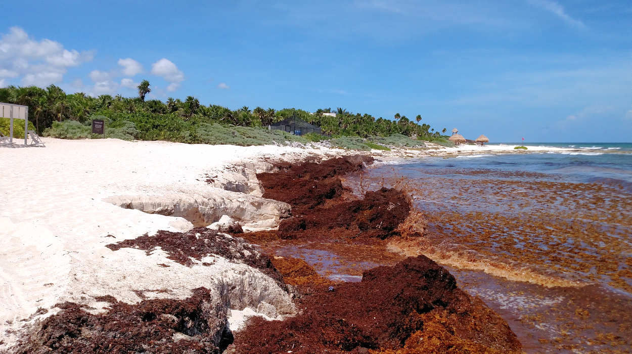 Sargassum has broken away from the Sargassum Sea, the only ocean locked sea in the world.  It is creating a mess on all the Caribbean beaches, and some more than others.  Read all about it...Subscribers View - 10/15/18