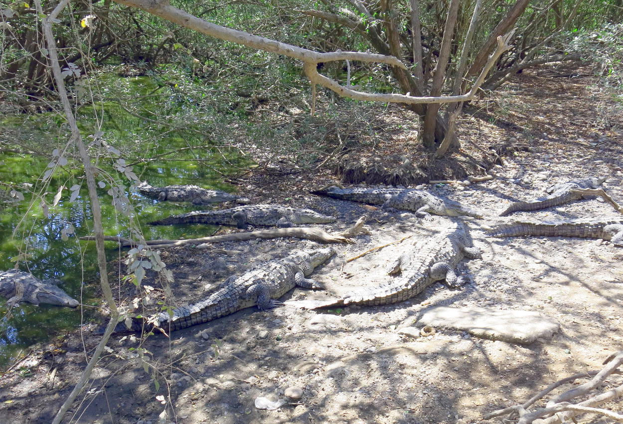 Crocodile Den At The End Of Boca De Tomates Road